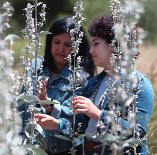 Two Native American women standing together looking at sage plants growing.